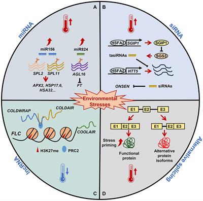 The multifaceted role of RNA-based regulation in plant stress memory